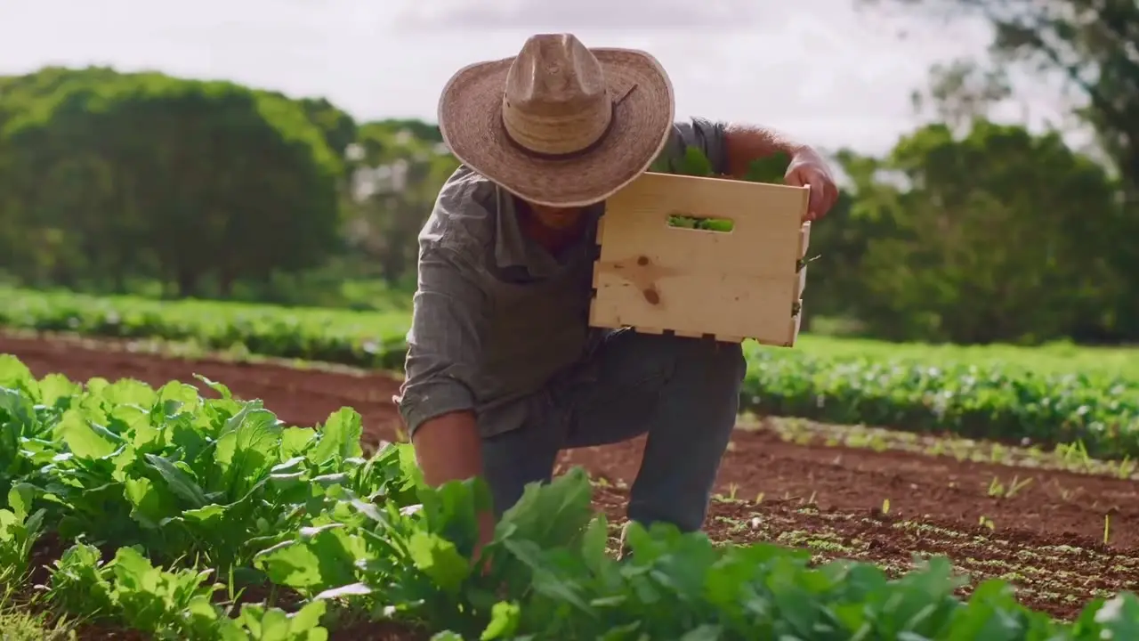 Farmer harvesting greens from long field rows at a New England farm.